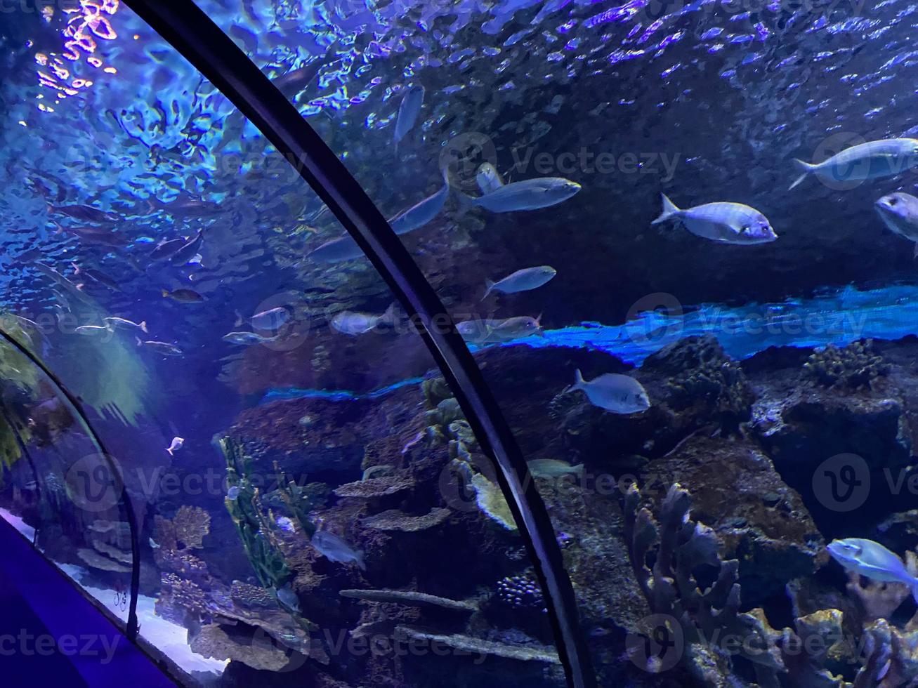 glas tunnel in l'oceanografisch aquarium in valencia, Spanje foto