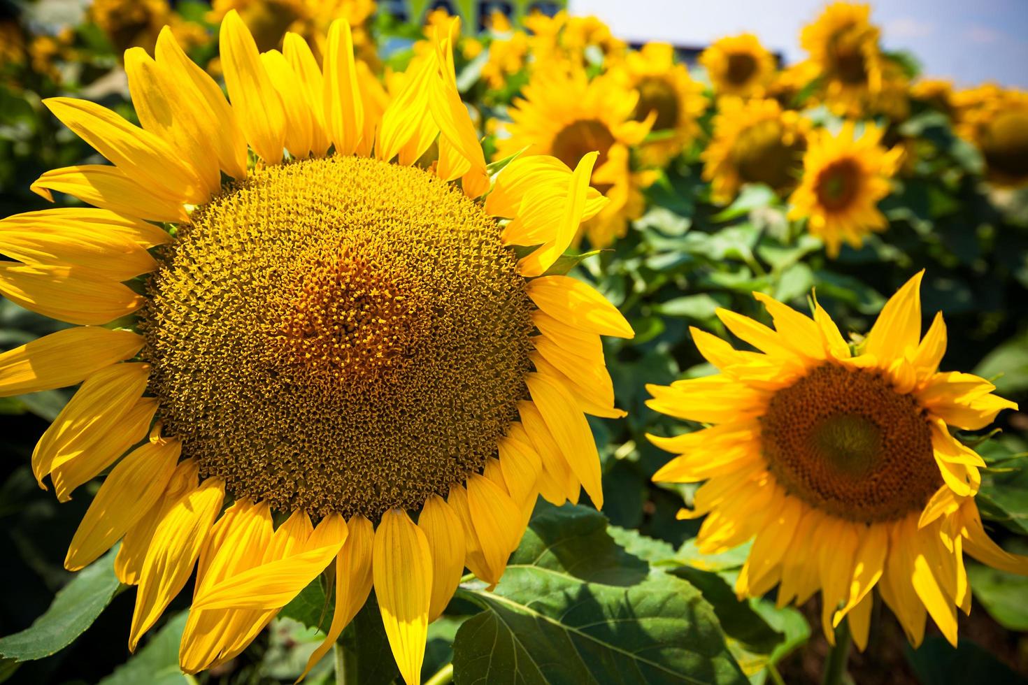 zonnebloemen veld achtergrond foto