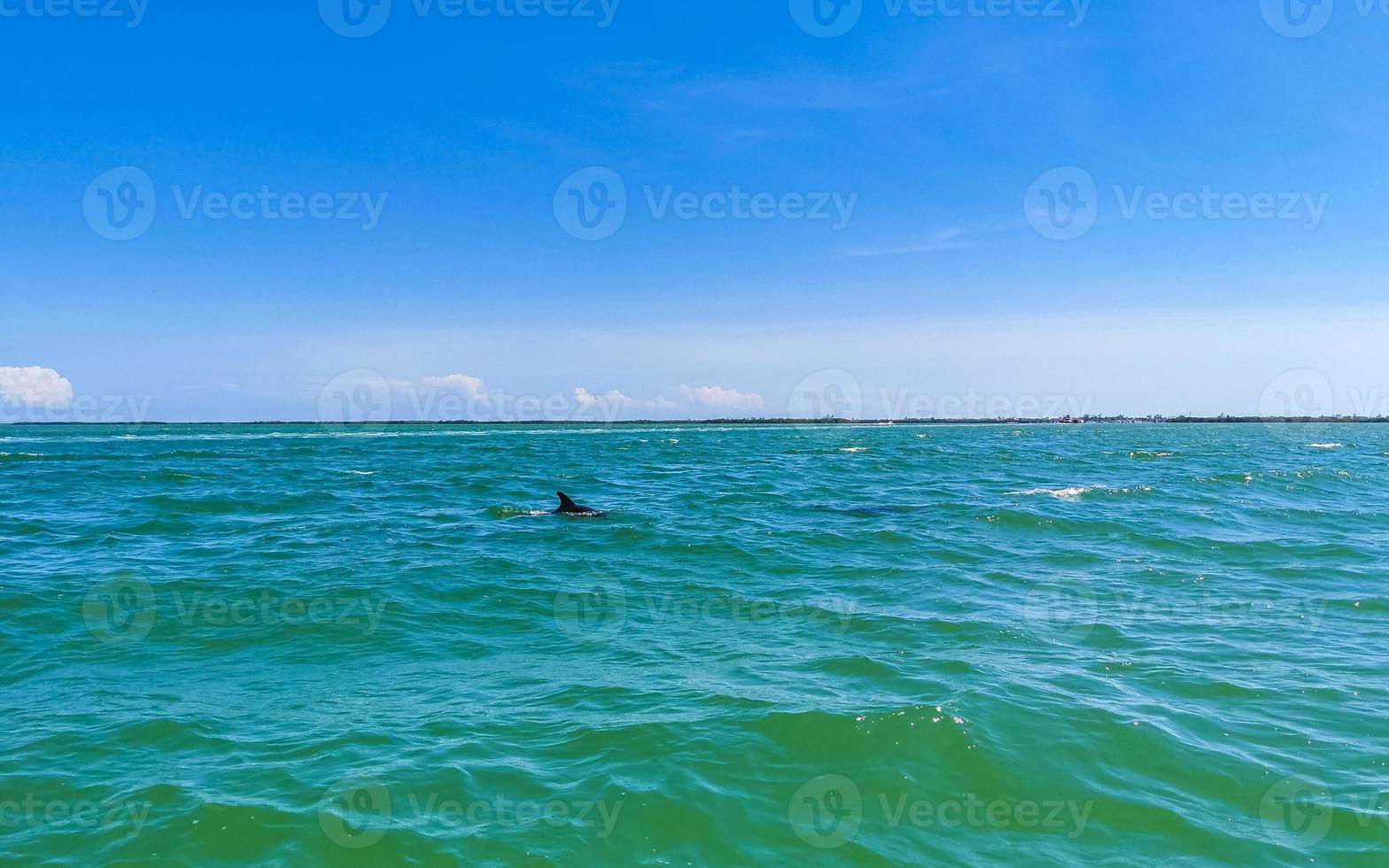 dolfijnen zwemmen in de water uit holbox eiland Mexico. foto
