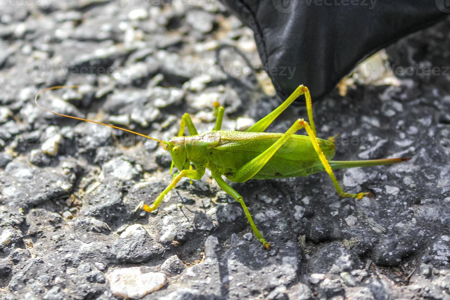 reusachtig groot groen sprinkhaan insect kruipen Aan grond gras duitsland. foto