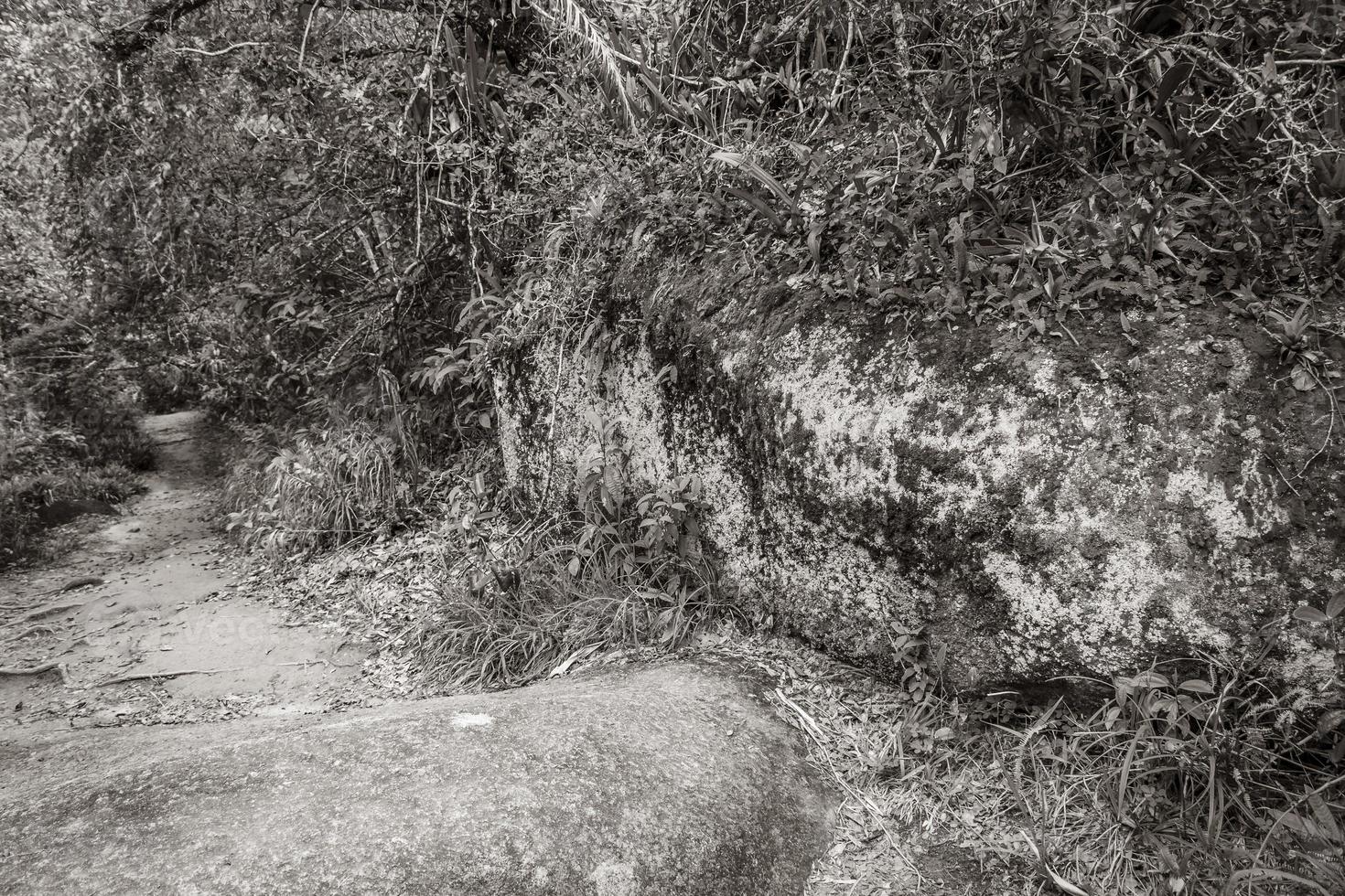 wandelpad in natuurlijke tropische jungle bos ilha grande brazilië. foto