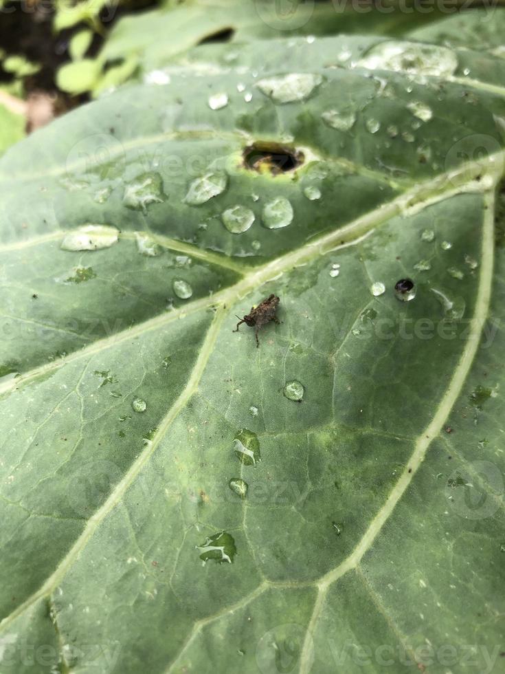 klein insect dier Aan groen blad in plantage foto
