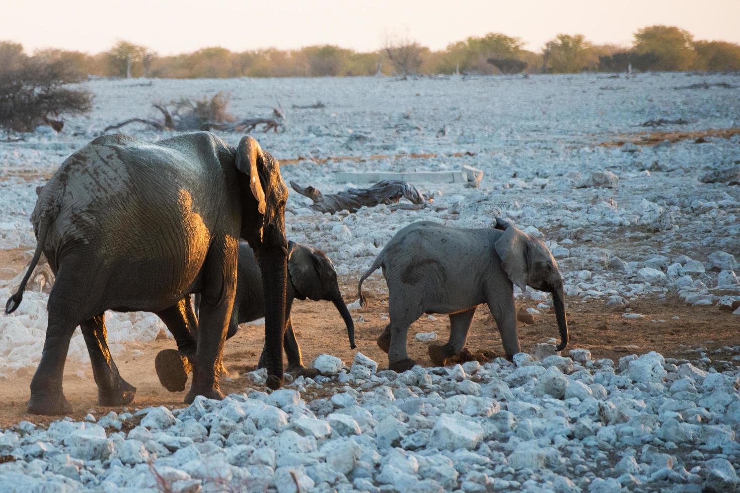 groot olifant met twee baby olifanten wandelen weg foto