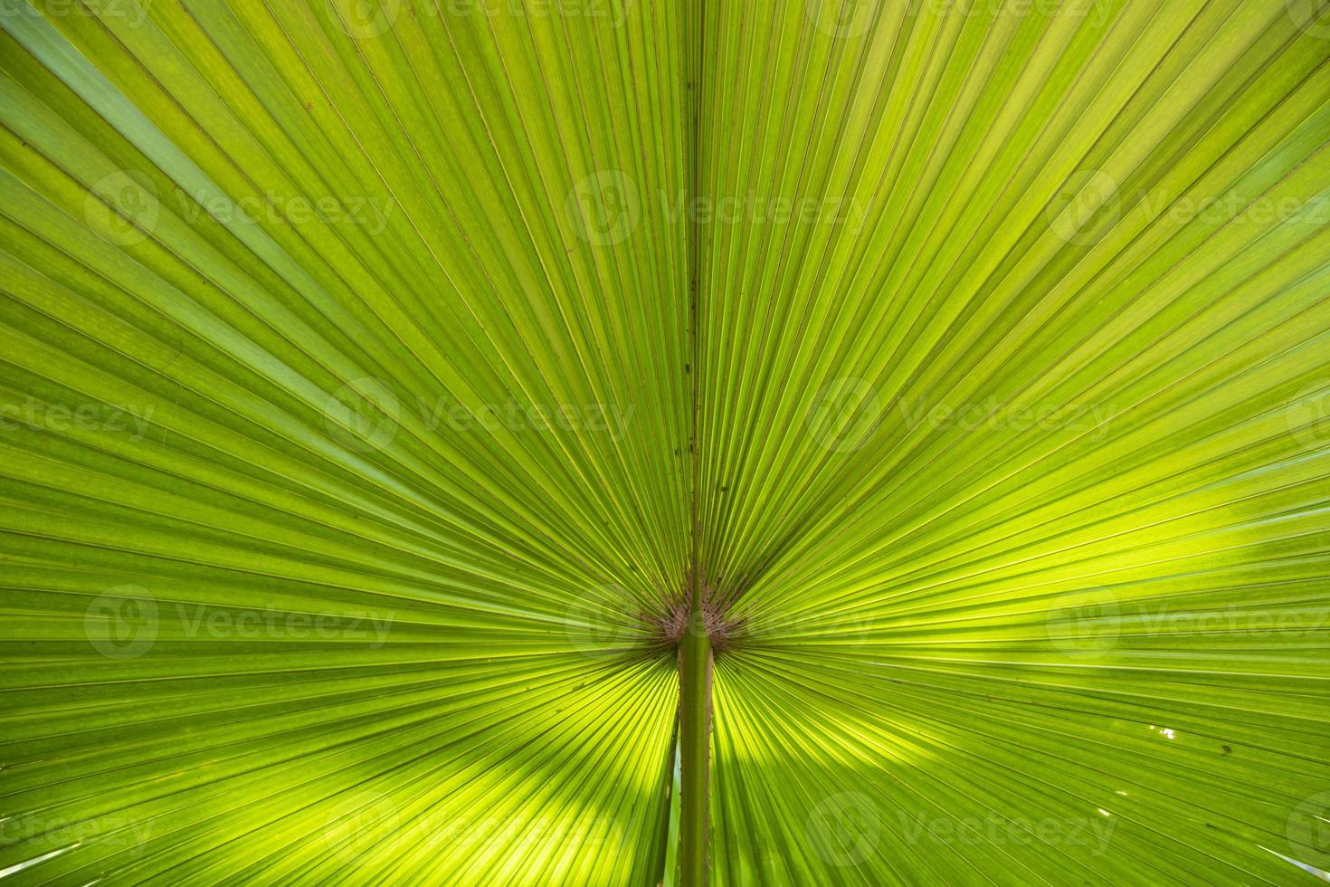 tropisch natuurlijk groen palm bladeren patroon structuur abstract achtergrond foto