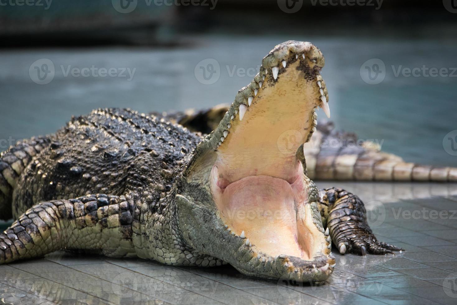 krokodil Open groot mond Aan de grond, dichtbij omhoog. foto