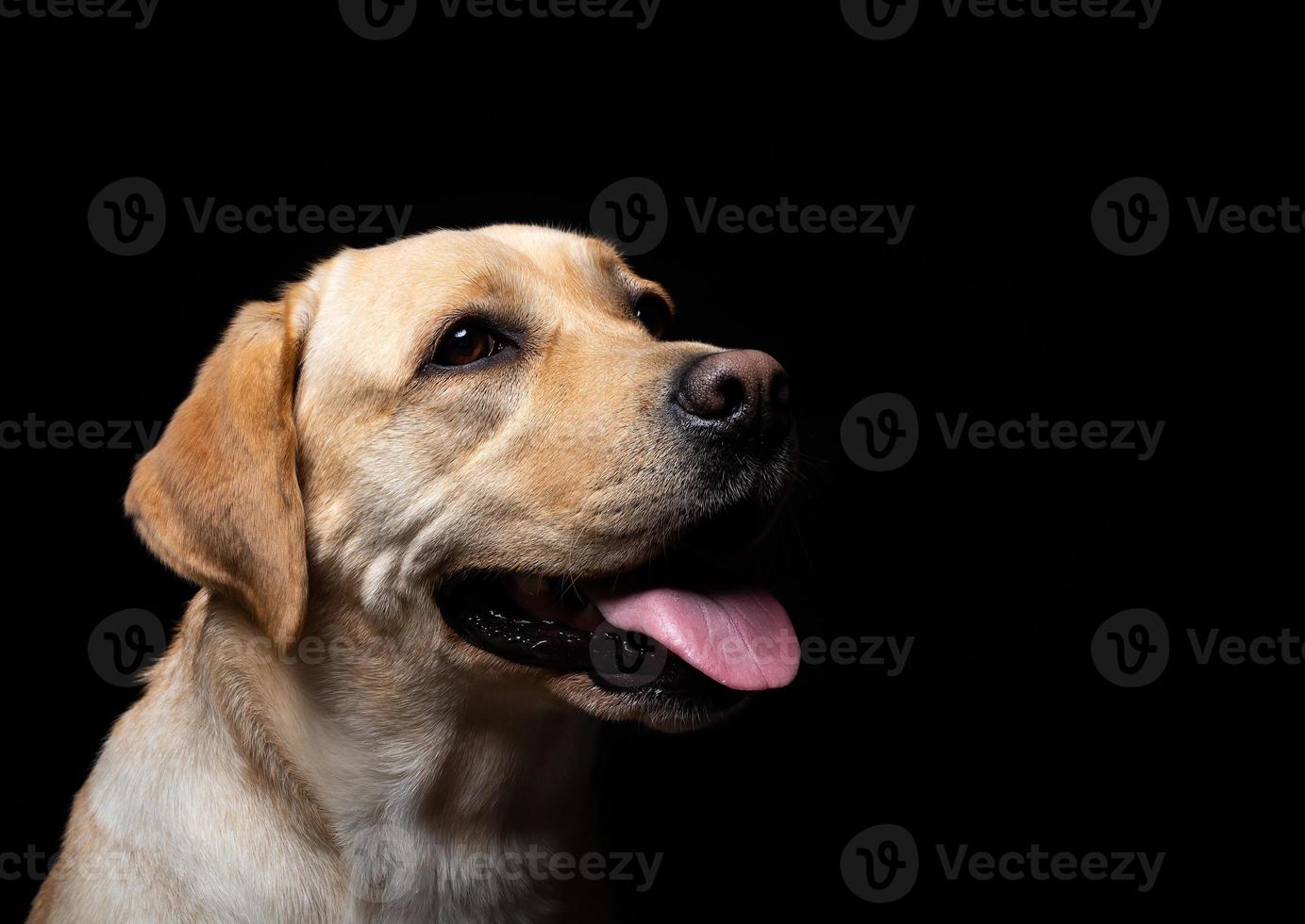 portret van een labrador retriever-hond op een geïsoleerde zwarte achtergrond. foto