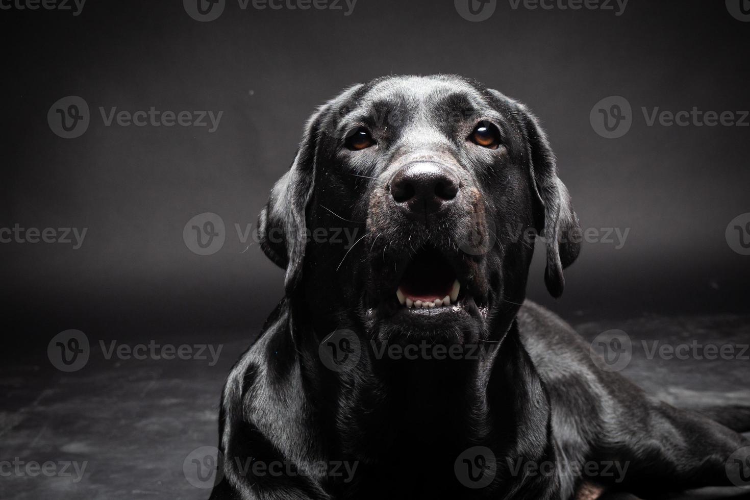 portret van een labrador retriever-hond op een geïsoleerde zwarte achtergrond. foto