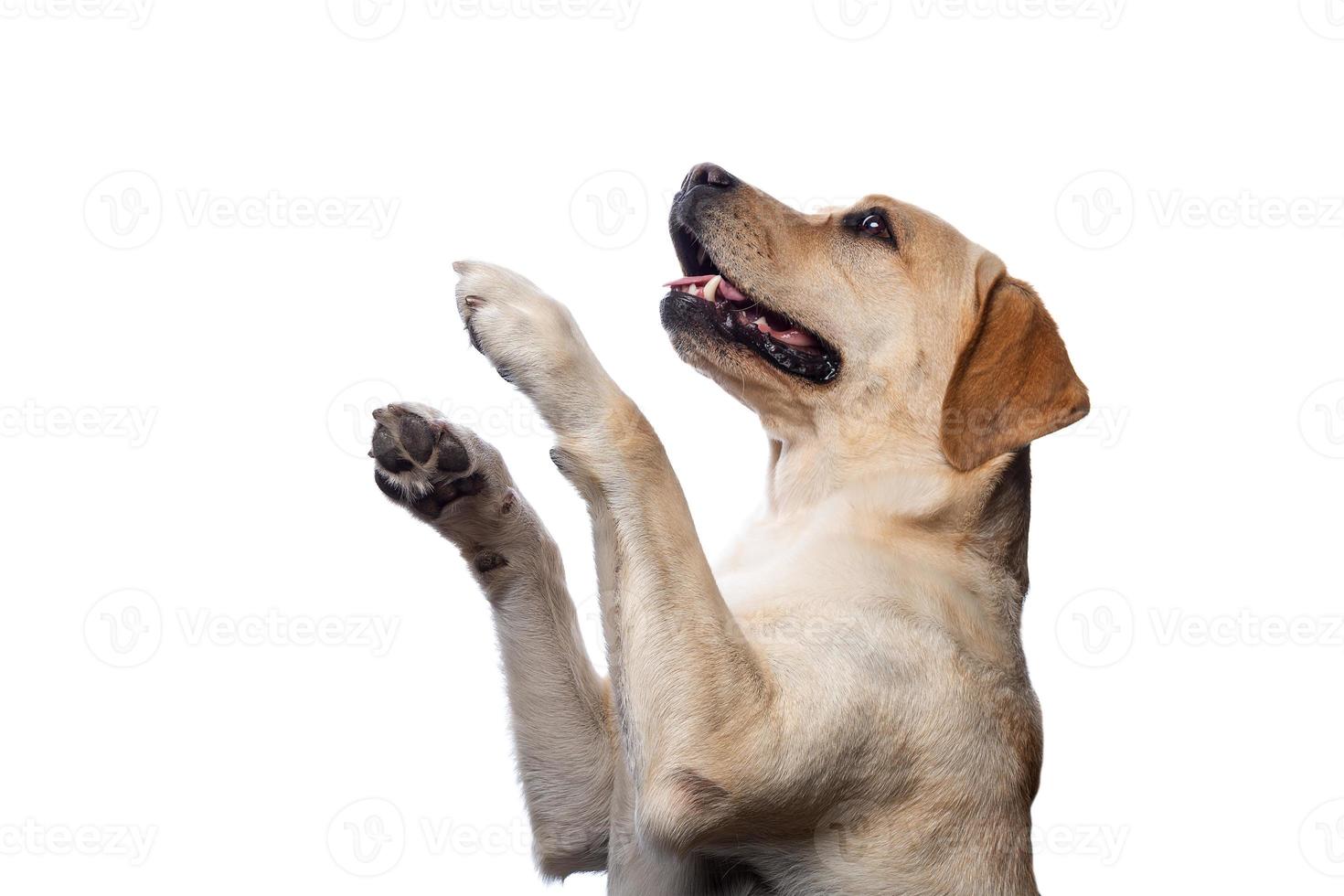 portret van een labrador retriever hond op een afgelegen witte achtergrond. foto