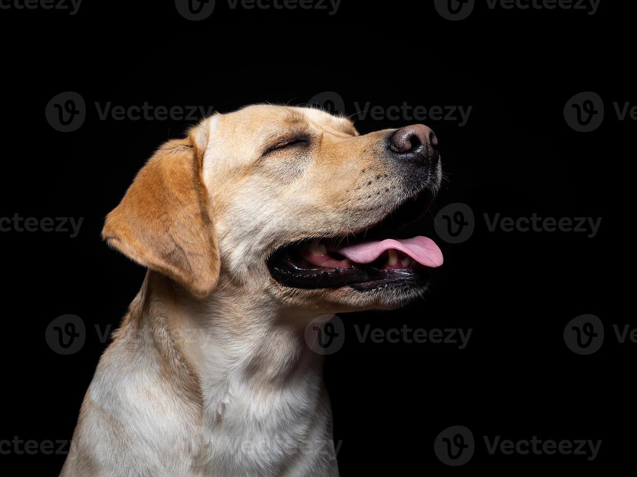 portret van een labrador retriever-hond op een geïsoleerde zwarte achtergrond. foto