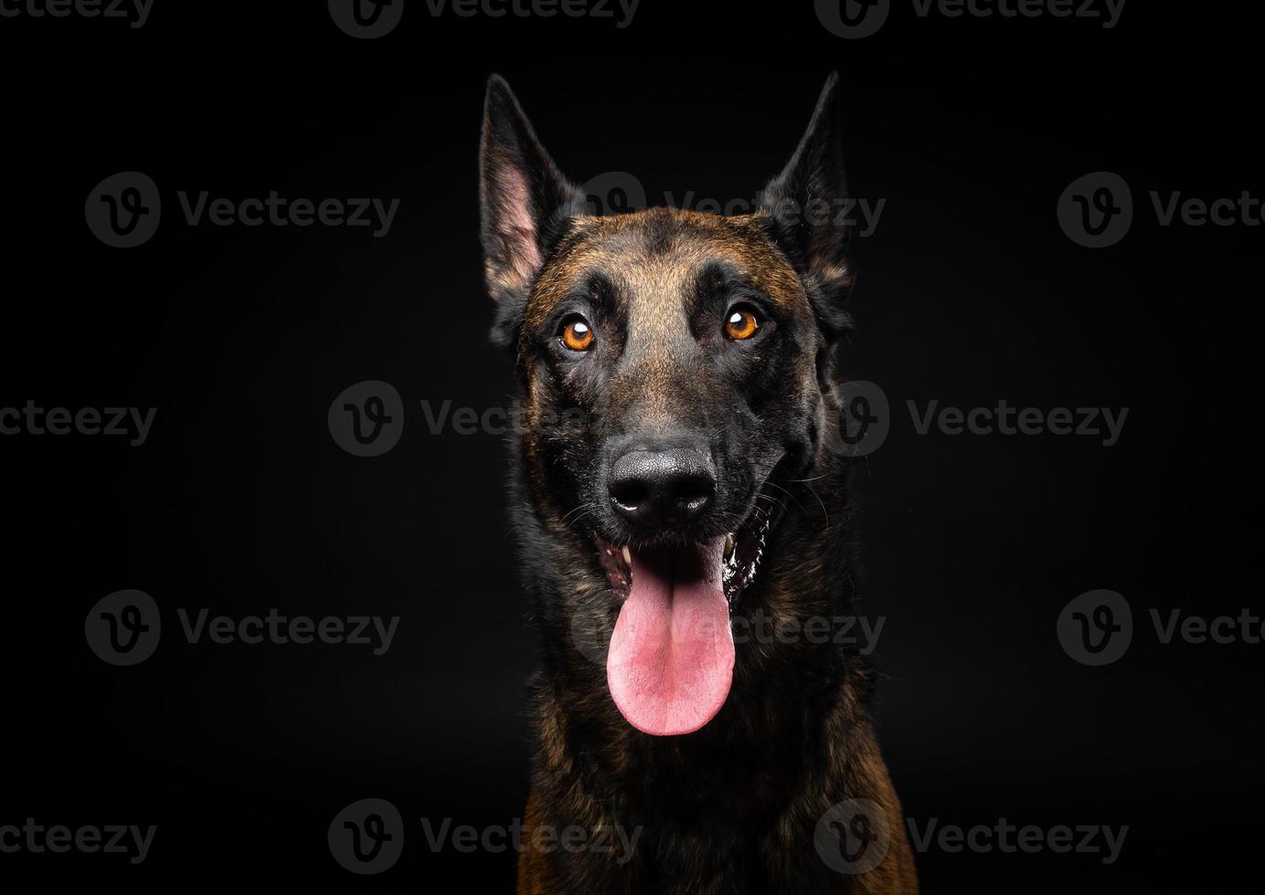 portret van een belgische herdershond op een afgelegen zwarte achtergrond. foto