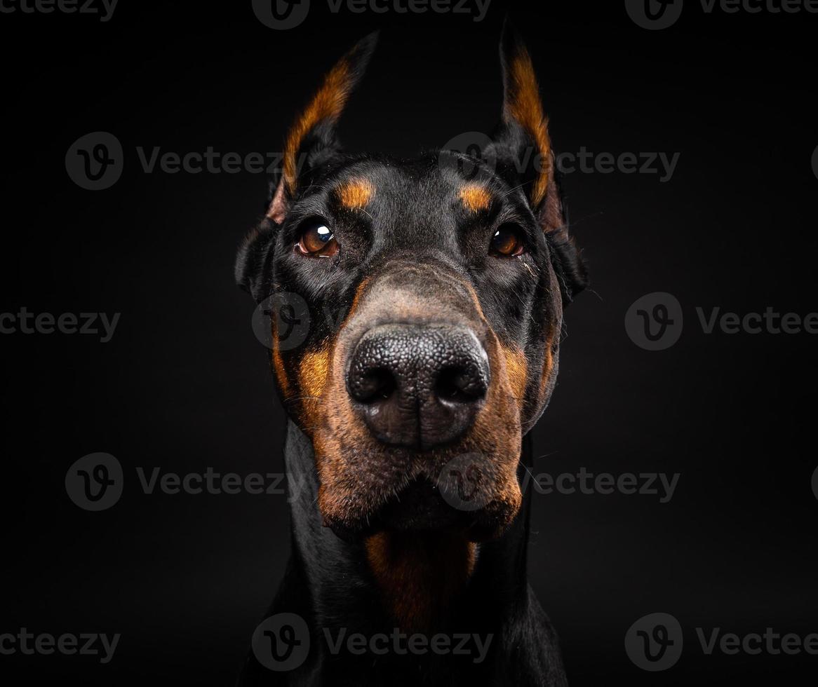 portret van een doberman hond op een afgelegen zwarte achtergrond. foto