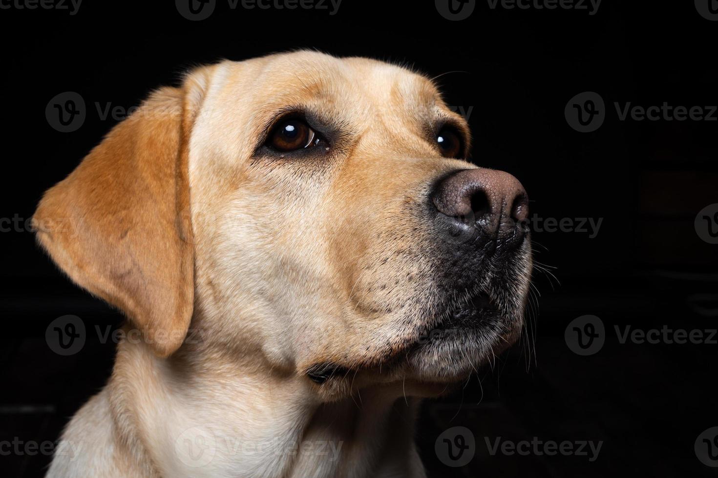 portret van een labrador retriever-hond op een geïsoleerde zwarte achtergrond. foto