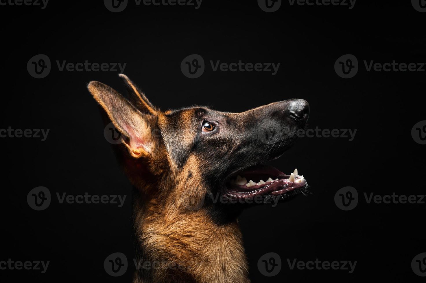 portret van een Duitse herder voor een geïsoleerde zwarte achtergrond. foto