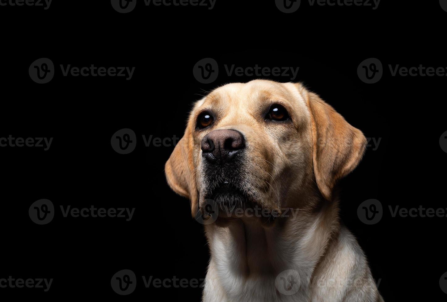 portret van een labrador retriever-hond op een geïsoleerde zwarte achtergrond. foto