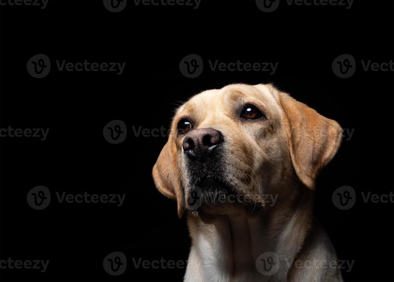 portret van een labrador retriever-hond op een geïsoleerde zwarte achtergrond. foto