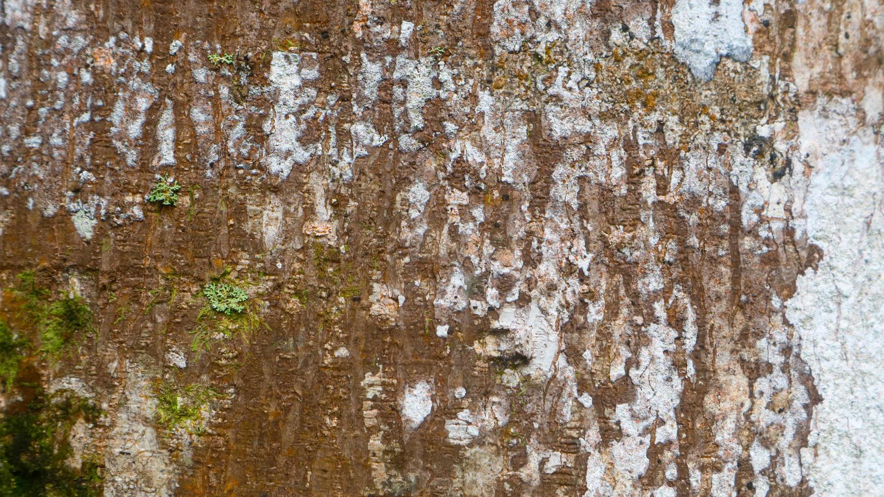 verbazingwekkend hout schors structuur net zo achtergrond foto