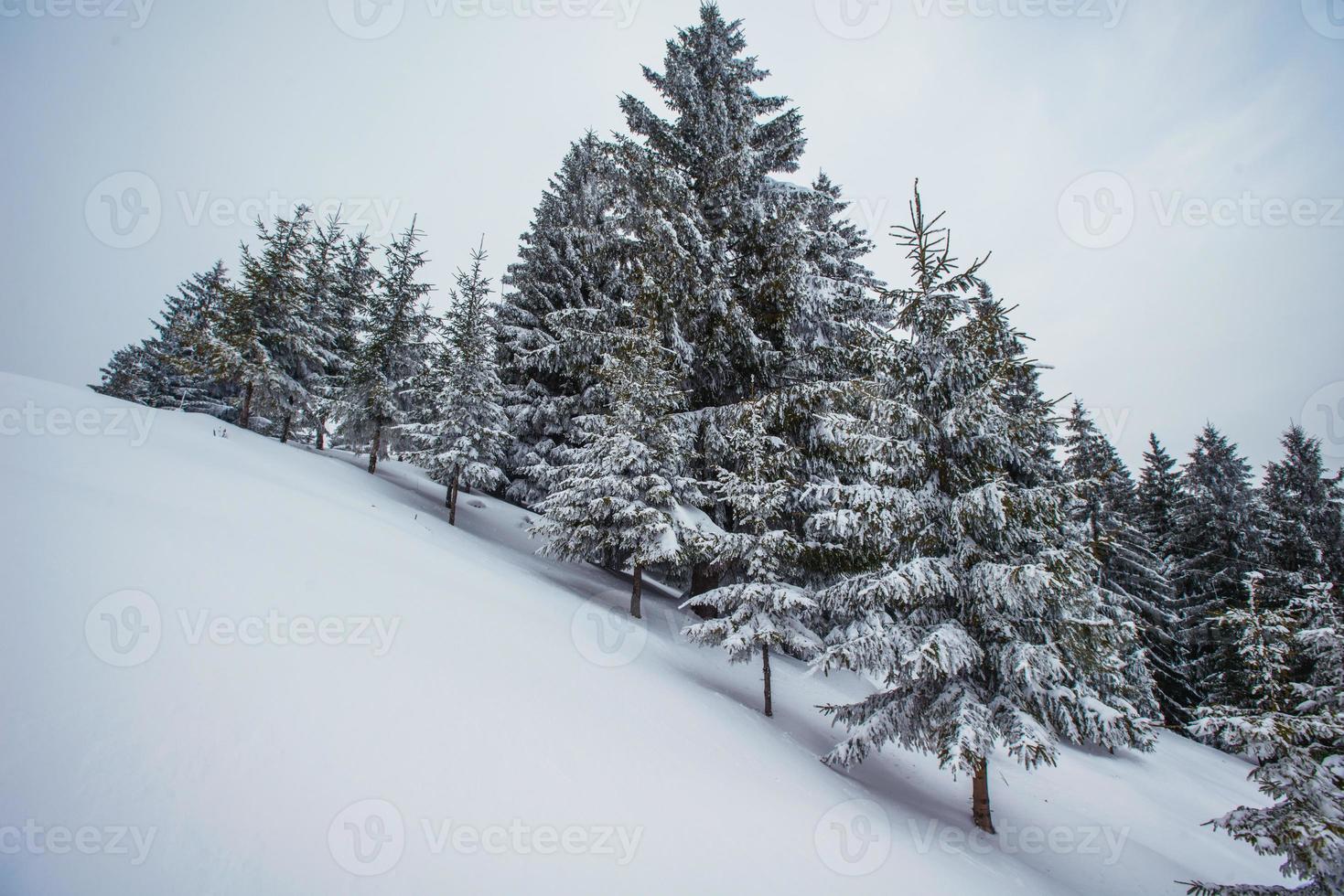 Karpatische winterbergen foto