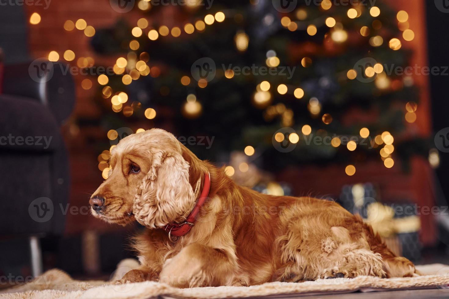 portret van schattig hond binnenshuis in feestelijk Kerstmis versierd kamer foto