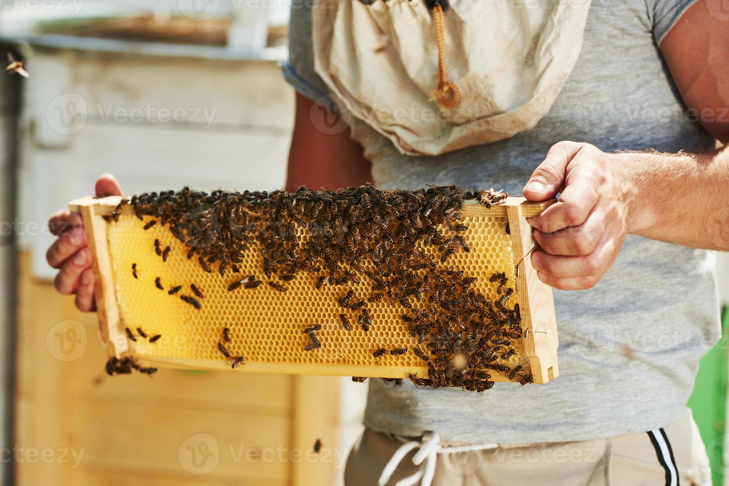 looks Bij de honing. imker werken met honingraat vol van bijen buitenshuis Bij zonnig dag foto