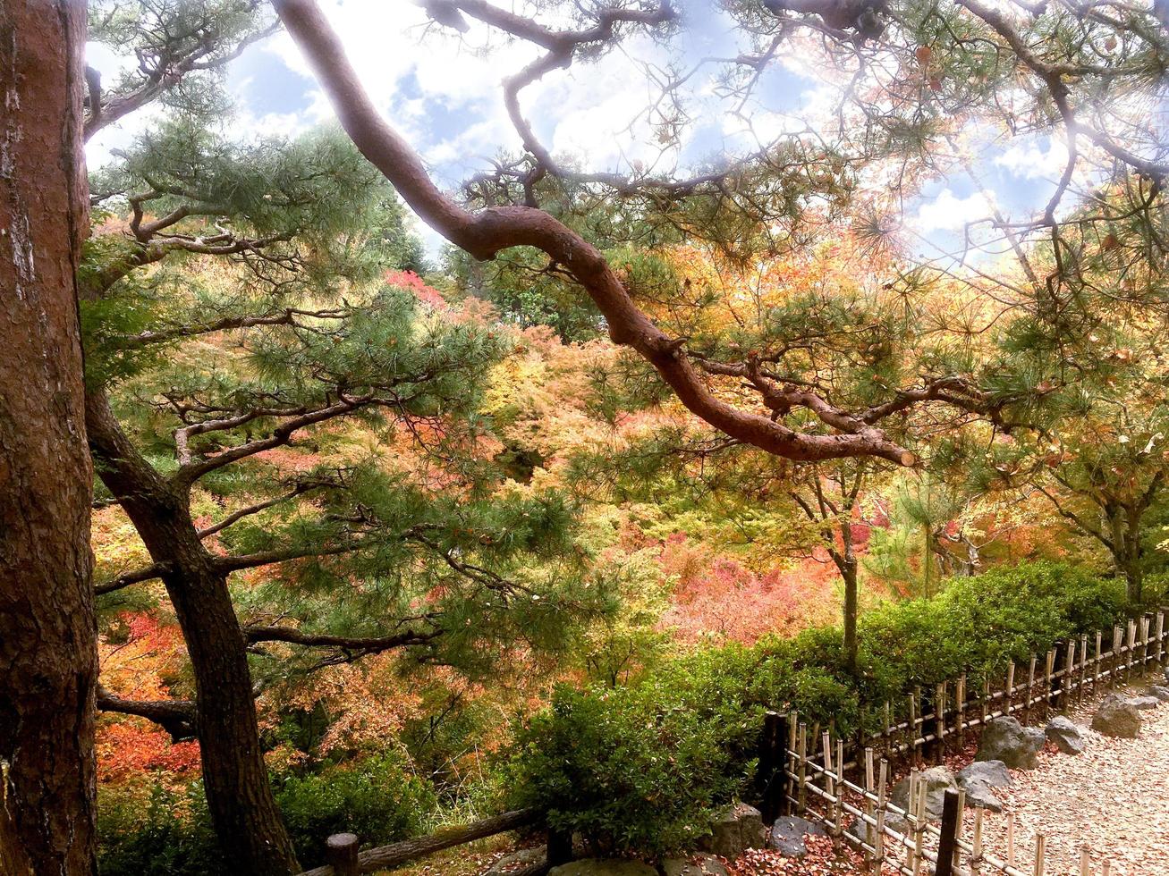 detailopname en Bijsnijden kleurrijk landschap esdoorn- bomen in Kyoto foto