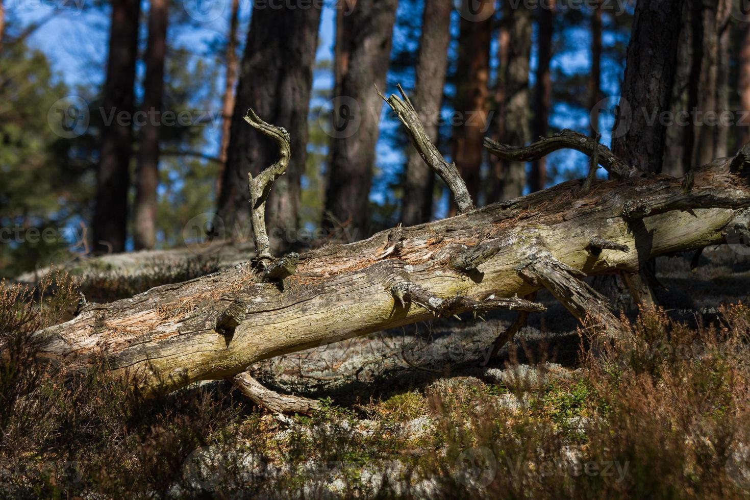 pijnboom en net Woud foto