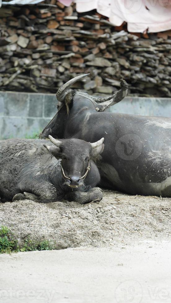 een groot water koe en een baby water koe hebben een rust uit in de boerderij foto