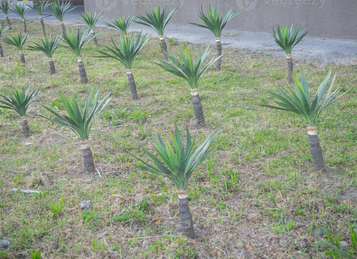 gazon met klein palm bomen. geplant palm bomen. foto