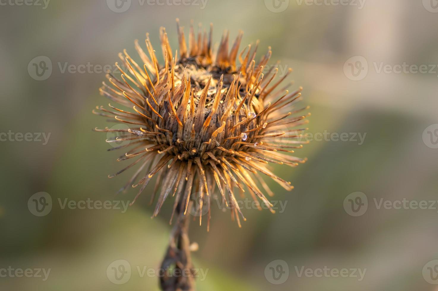 een bloesem van een klis in de herfst foto