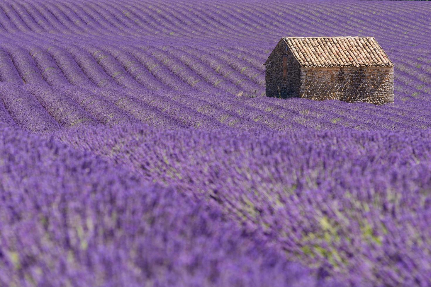 toneel- visie van Purper lavendel veld- in provence zuiden van Frankrijk met steen hut in de achtergrond foto