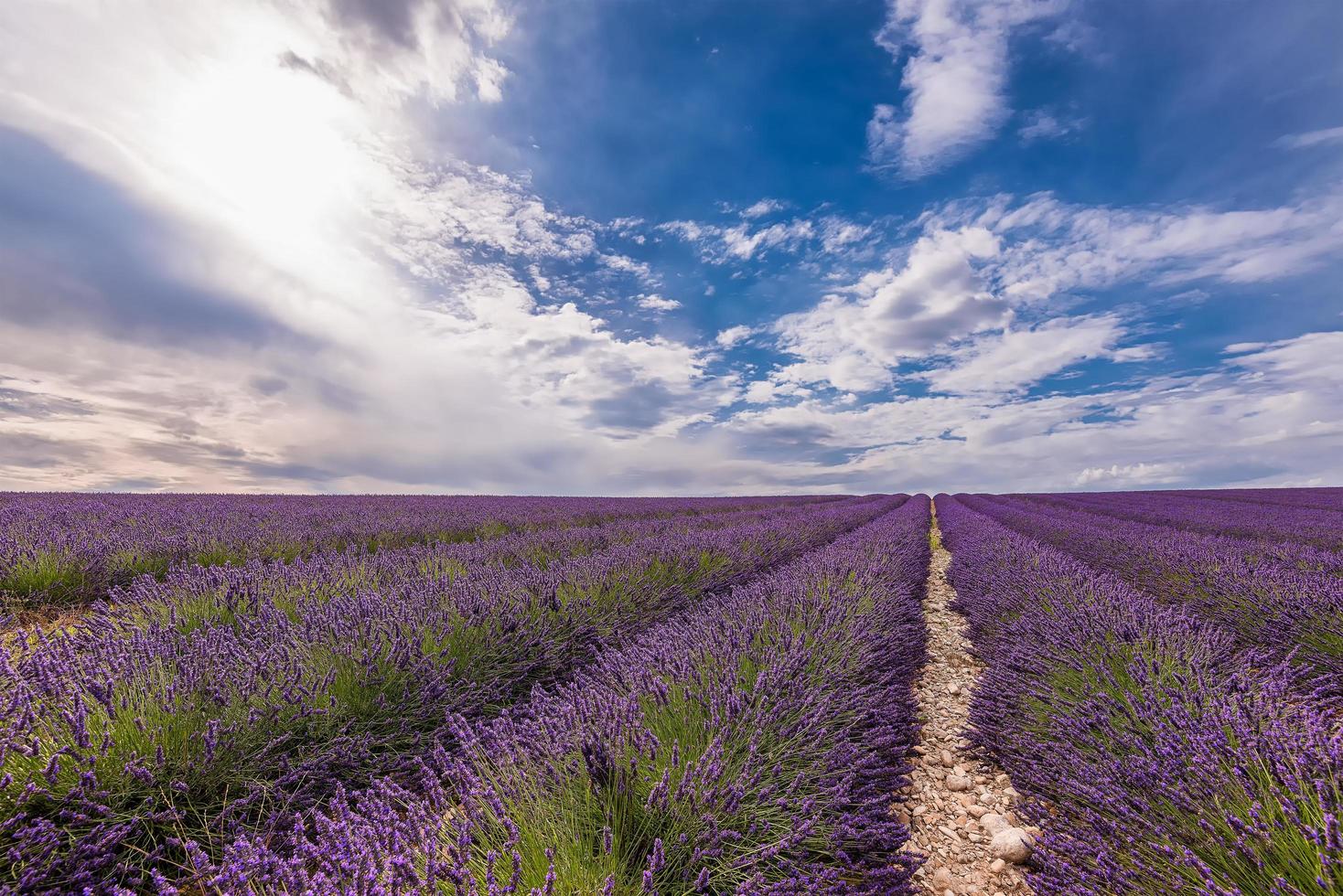 toneel- visie van een spectaculair lavendel veld- in provence tegen zomer dramatisch lucht foto