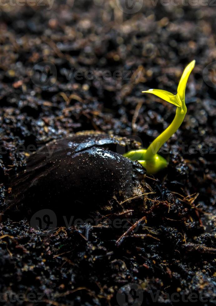 knop bladeren van jonge plant zaaien in bos foto