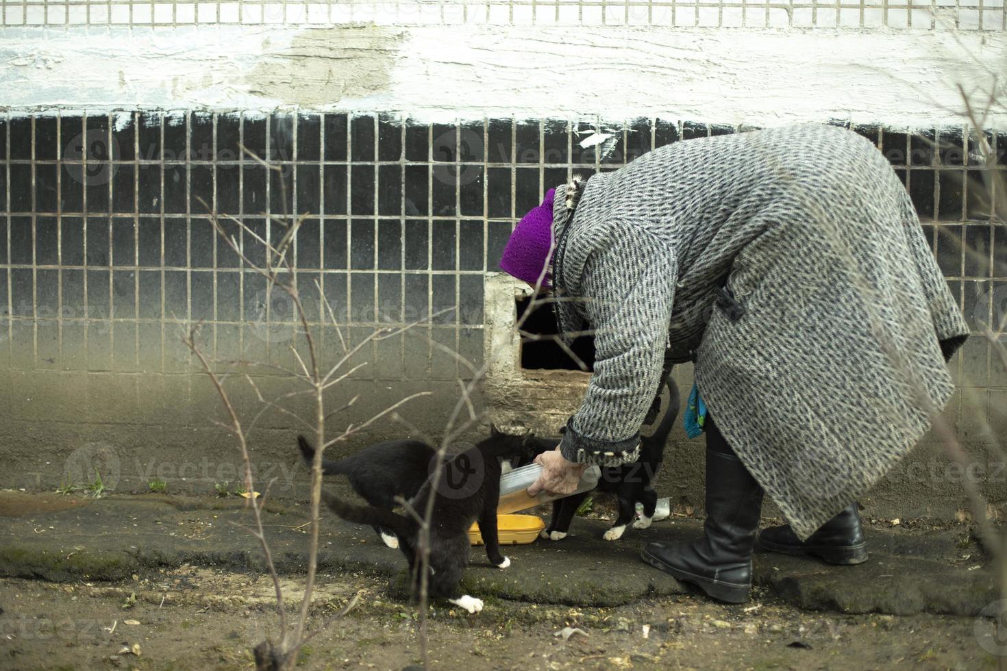 vrouw feeds katten buiten. gepensioneerde in oostelijk Europa. oud vrouw in jas. foto