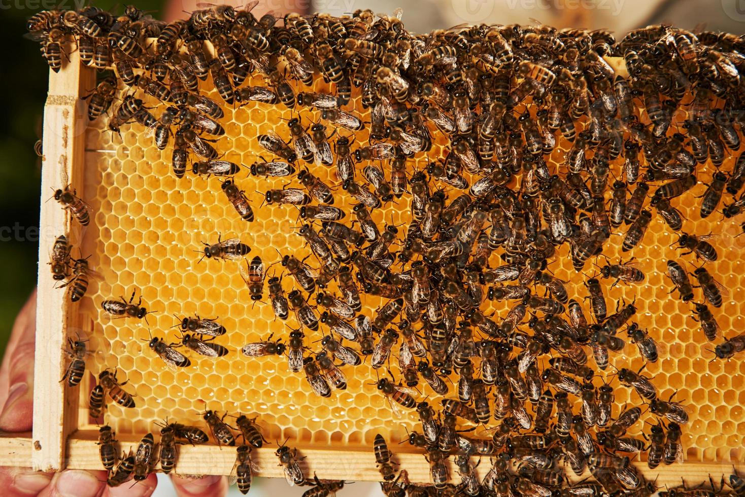 gedetailleerd visie van honingraat vol van bijen. opvatting van bijenteelt foto