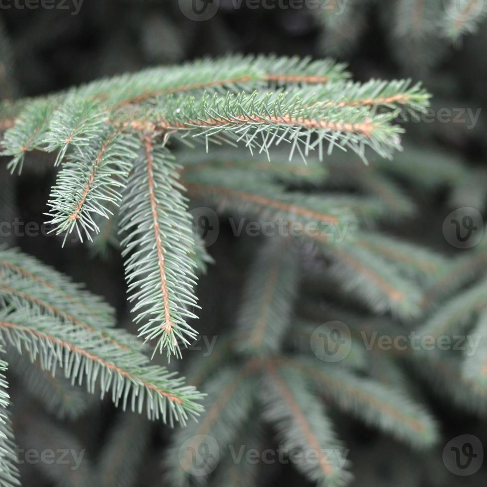 takken van blauw of stekelig net picea pungens dichtbij omhoog buitenshuis foto