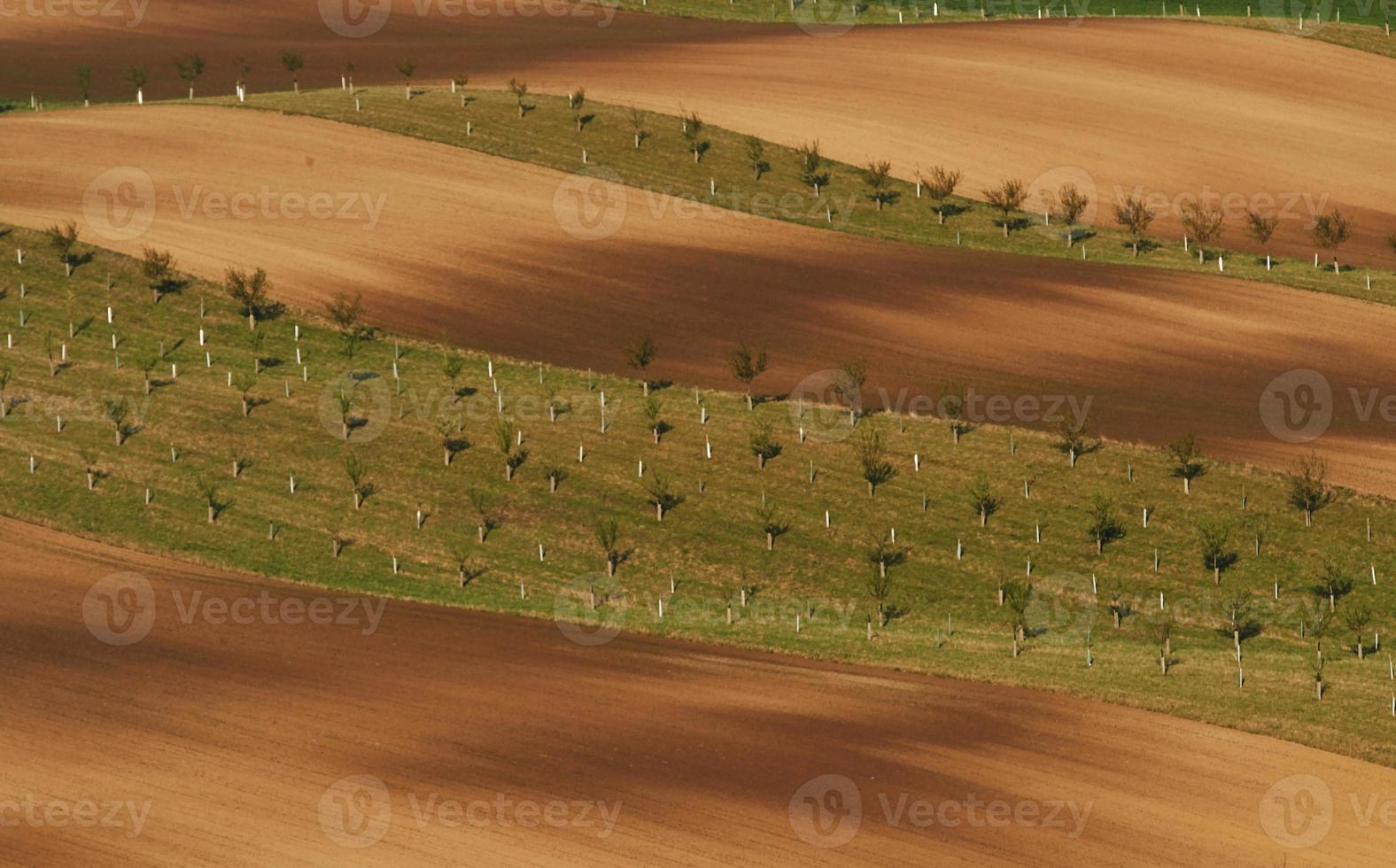 mooi natuur. lijn van vers bomen Aan de groen landbouw velden Bij dag foto