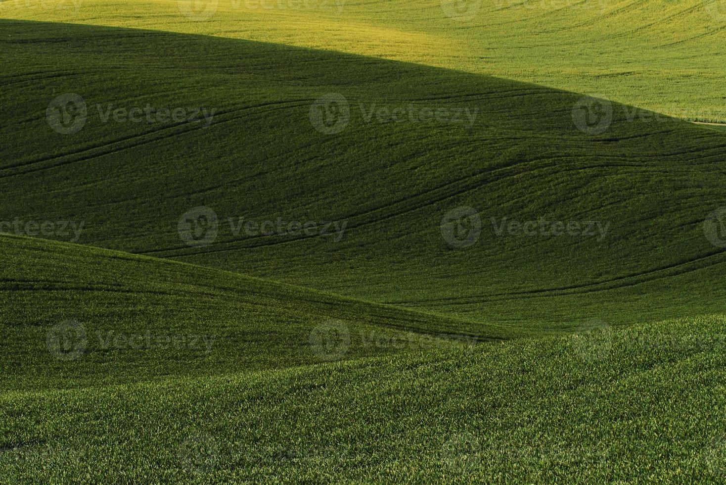 mooi weide. groen agrarisch velden van Moravië Bij dag. mooi hoor weer foto