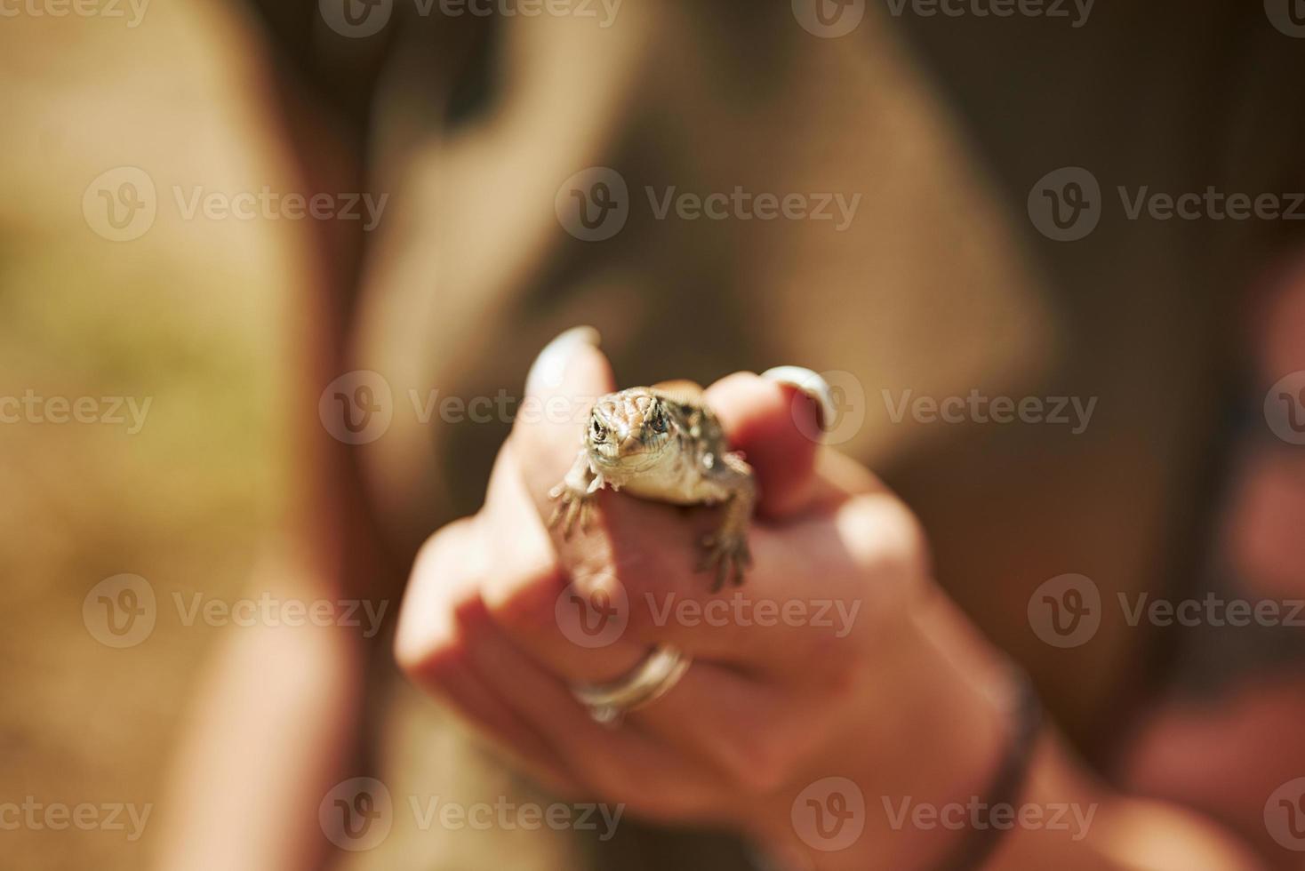 hagedis Aan vrouw hand- Bij zonnig dag buitenshuis. opvatting van dieren in het wild. weinig reptiel foto