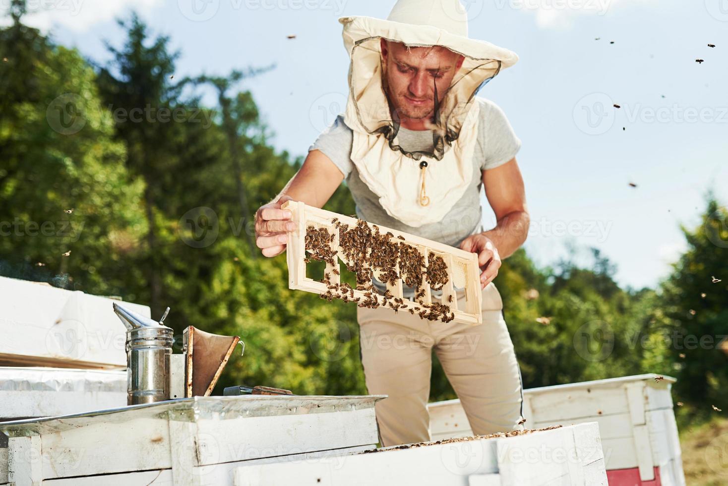 geconcentreerd Bij werk. imker werken met honingraat vol van bijen buitenshuis Bij zonnig dag foto