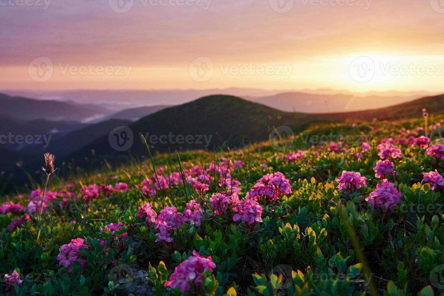 zomer natuurlijk landschap. majestueus Karpaten bergen. mooi landschap. adembenemend visie foto