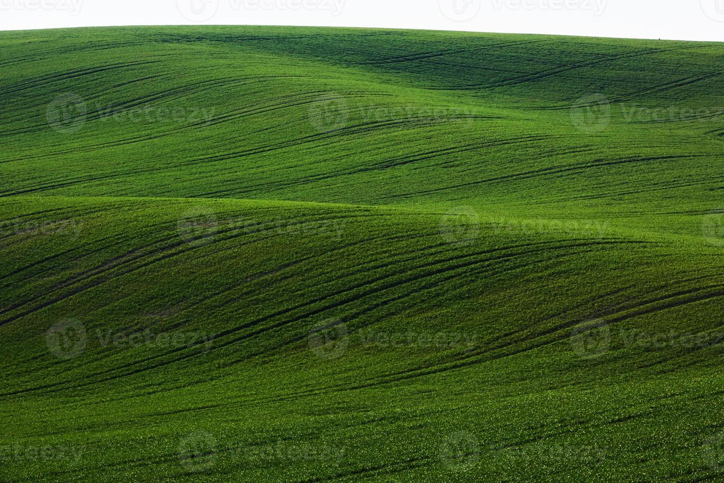 groen agrarisch velden van Moravië Bij dag. mooi hoor weer foto