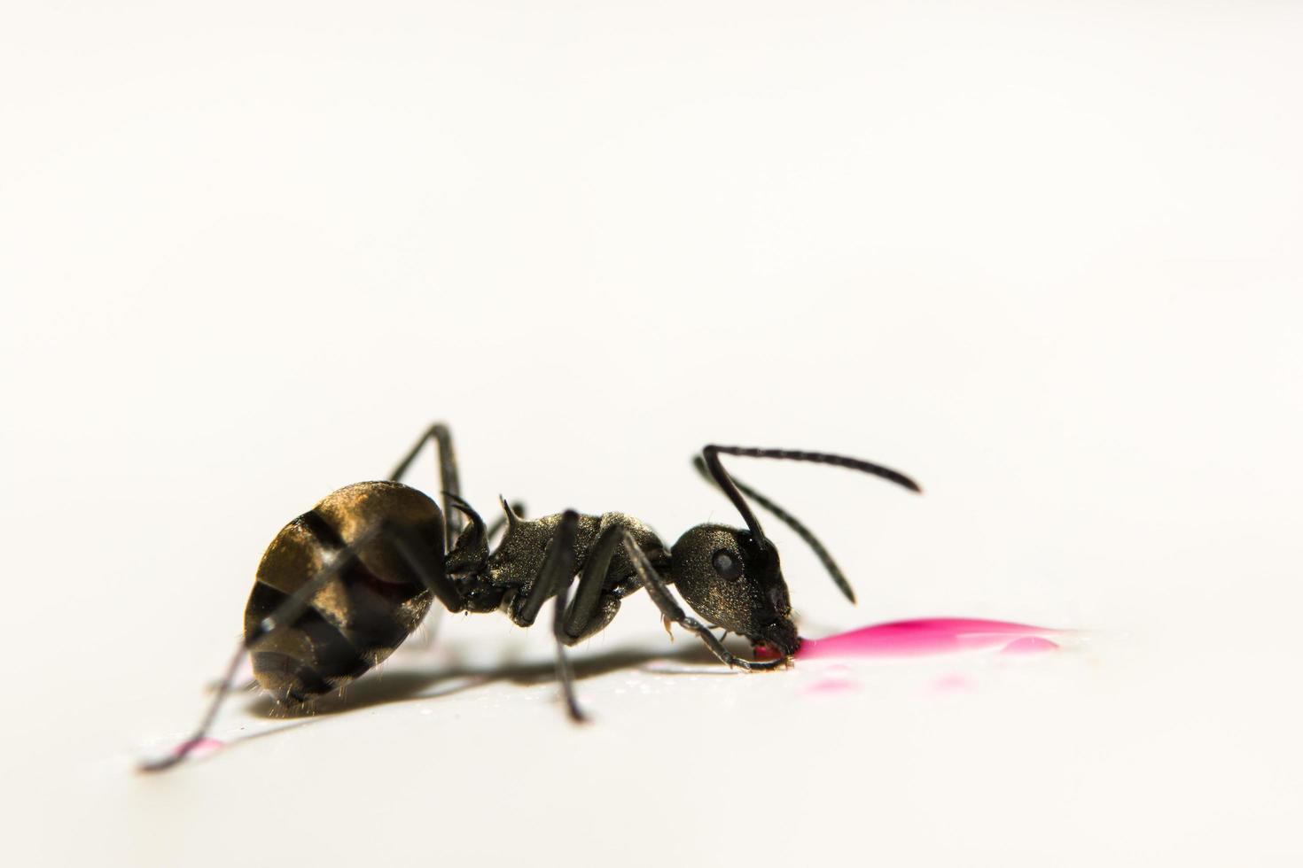 zwarte mier op witte achtergrond foto