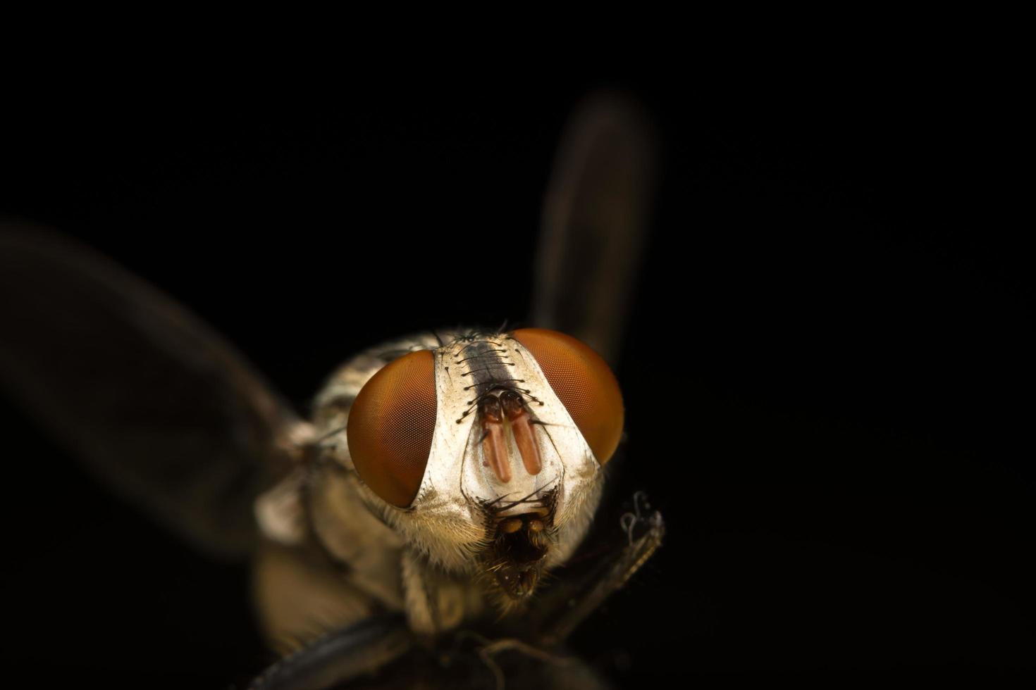 vlieg macro, focus op het oog foto