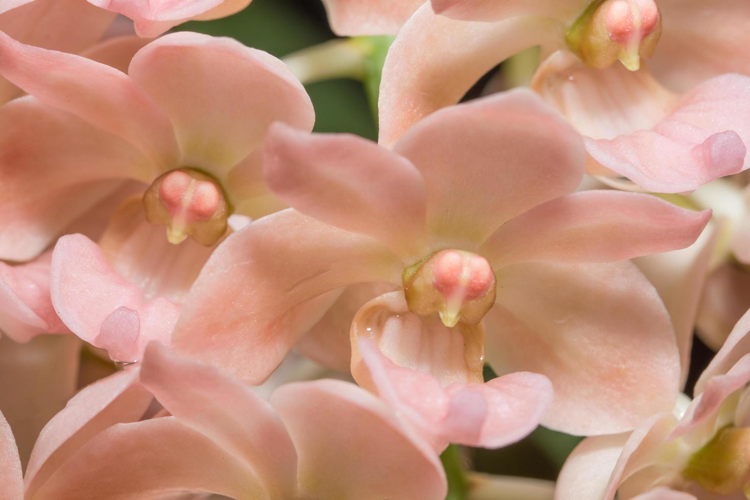 roze bloemen, close-up foto