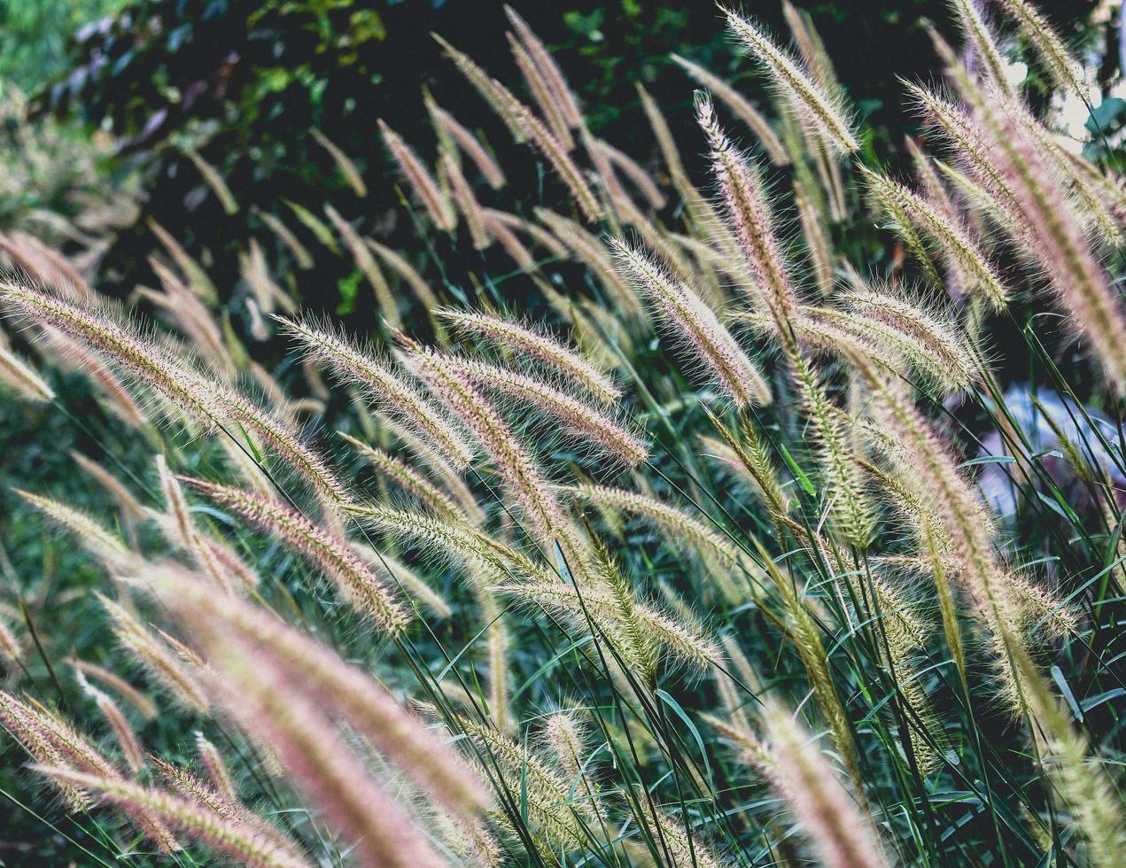 wilde bloemen in een weiland foto