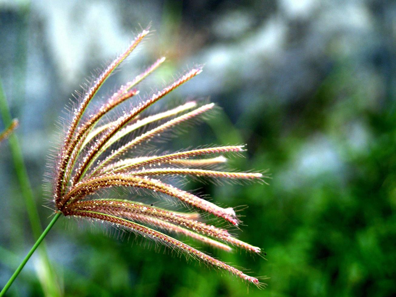 gedroogde wilde bloemen in de natuur foto