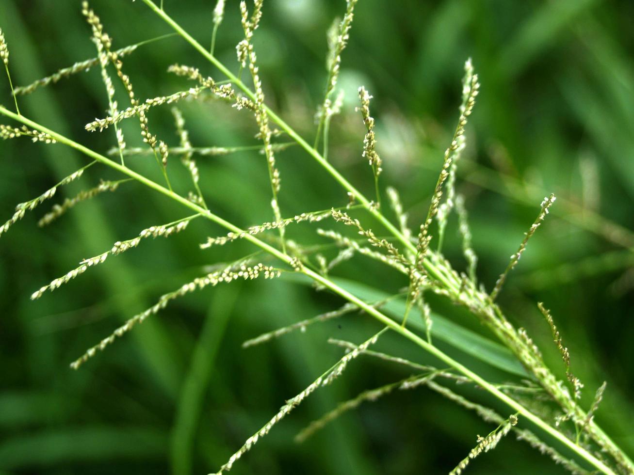 gedroogde wilde bloemen in de natuur foto