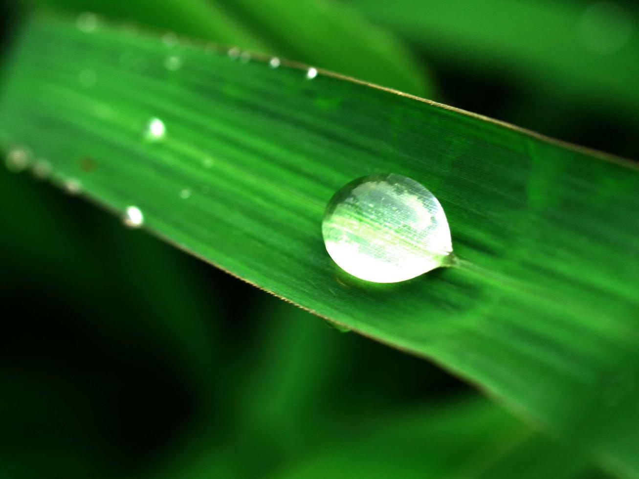 waterdruppels op blad foto