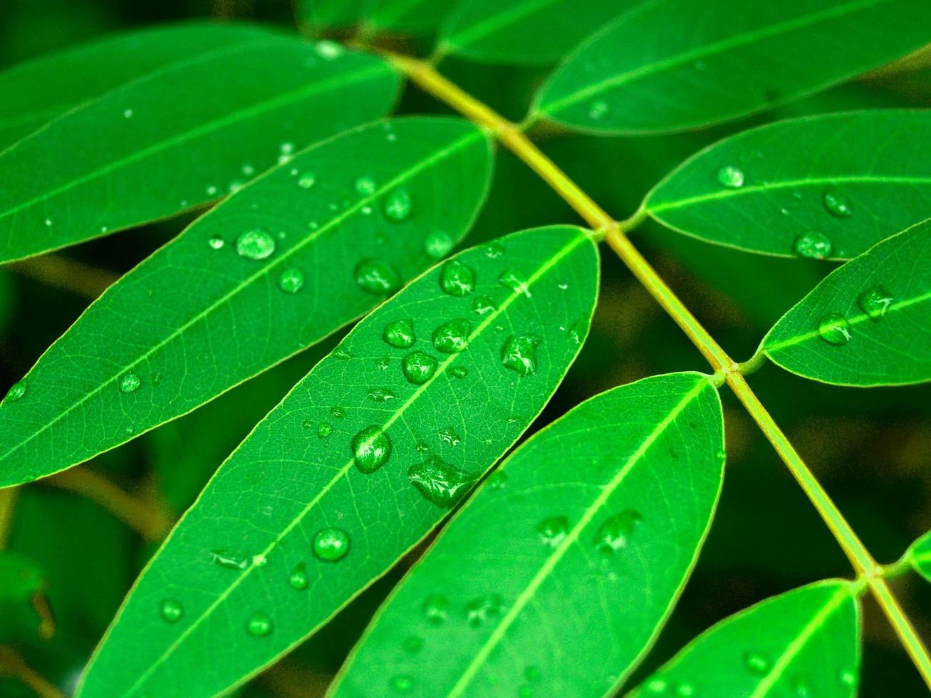 waterdruppels op blad foto