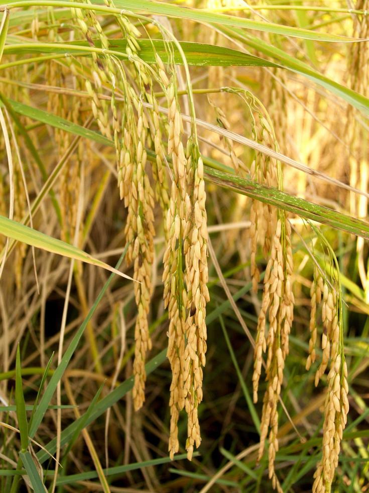 volwassen geoogste gouden rijst foto