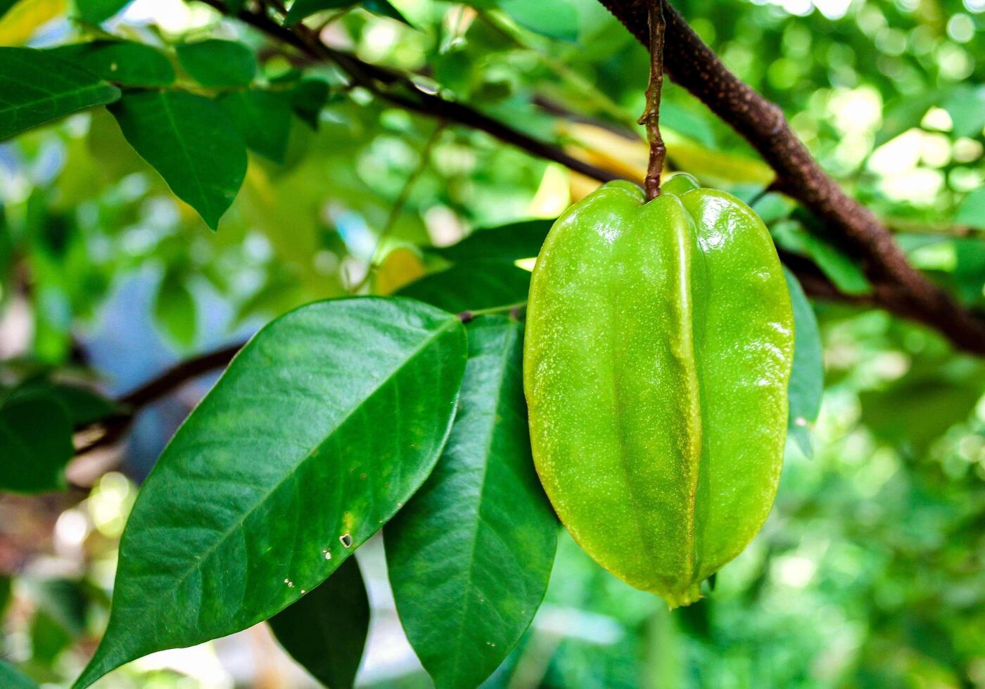 carambola stervrucht foto